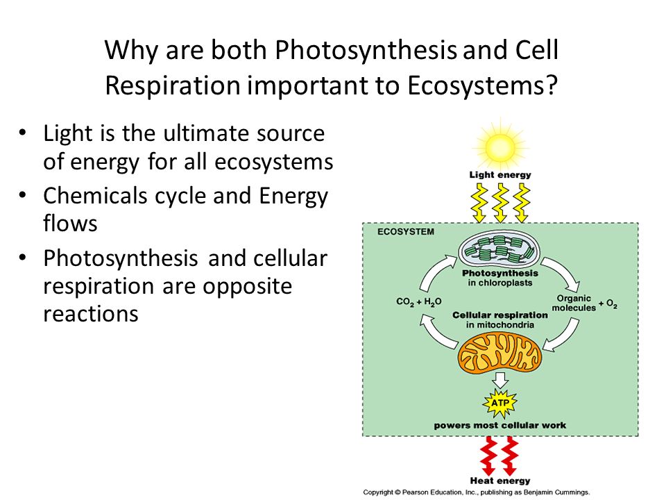 Why is photosynthesis important